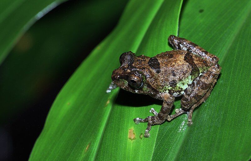 File:Pseudophilautus jagathgunawardanai.jpg