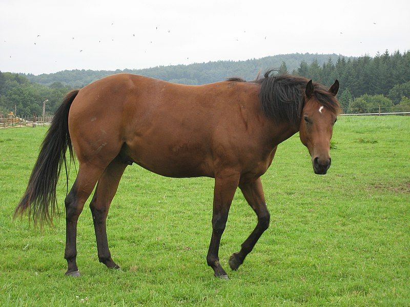 File:QuarterHorseBai.jpg