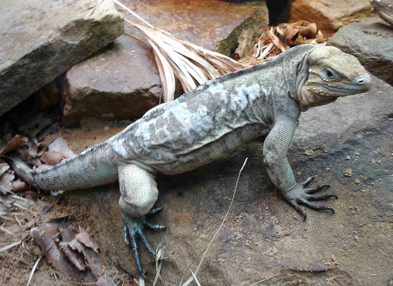 File:Rhinoceros Iguana.jpg