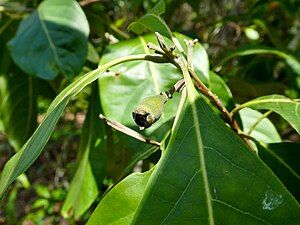 Growing tip and immature fruit