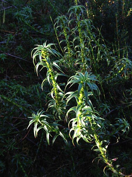 File:Richea gunnii.jpg