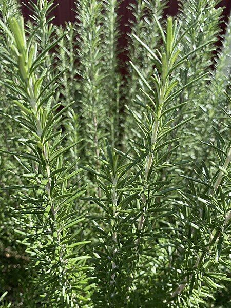 File:Rosemary Plant.jpg