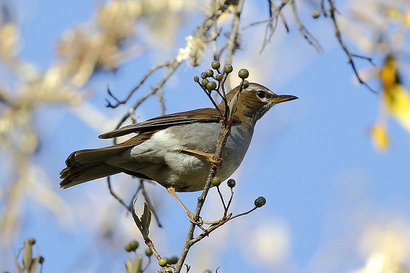 File:SYT4752 Grey-sided thrush.jpg