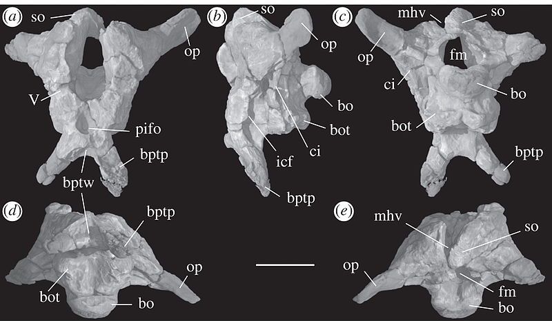 File:Sarahsaurus braincase.jpg