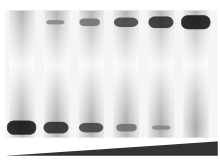 Schematic of an EMSA showing a gel shift in response to more protein