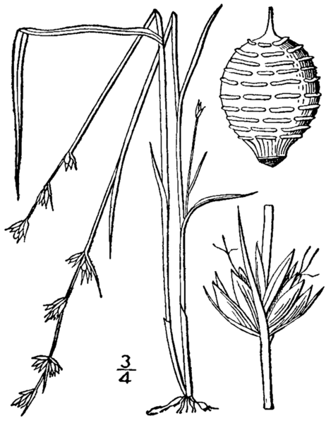 File:Scleria verticillata BB-1913.png