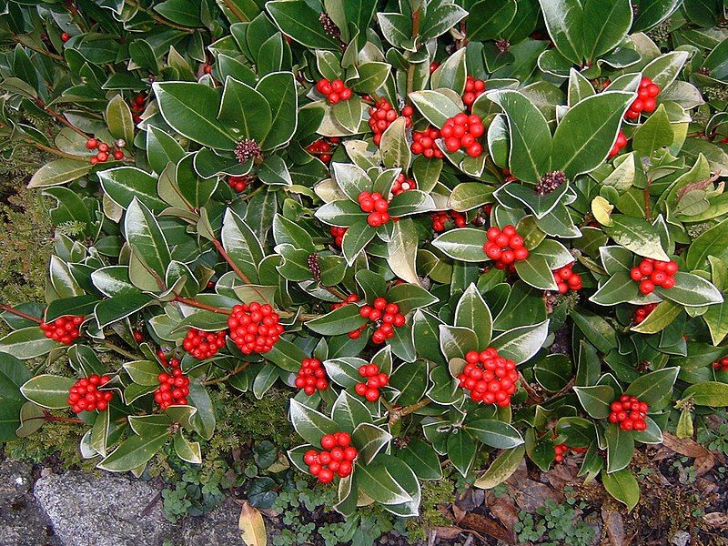 File:Skimmia.JPG