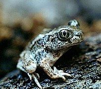 Great Basin spadefoot toad