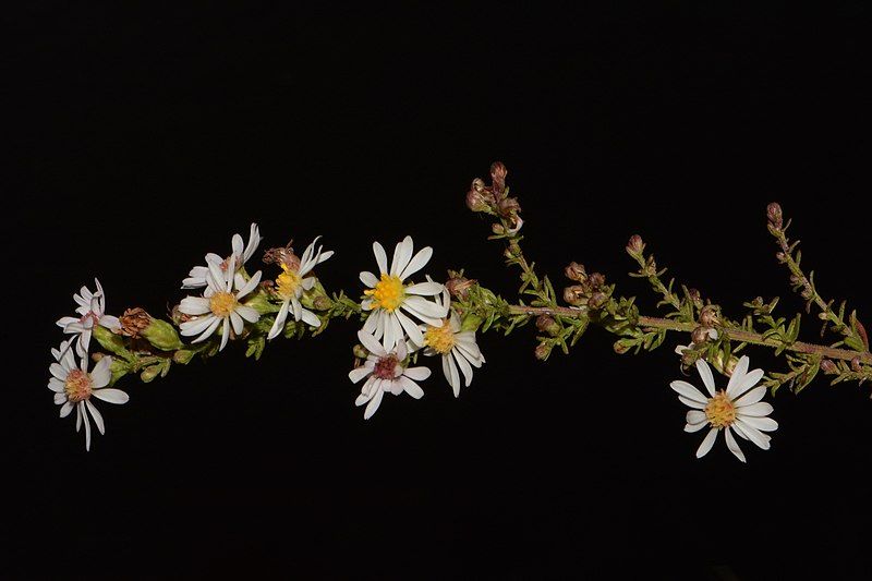 File:Symphyotrichum estesii 183195893.jpg