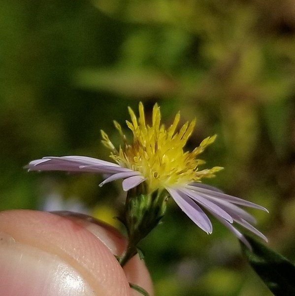 File:Symphyotrichum novi-belgii 98305653.jpg