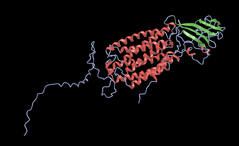 File:TMEM145 Tertiary Structure.png