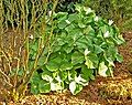 Trillium albidum