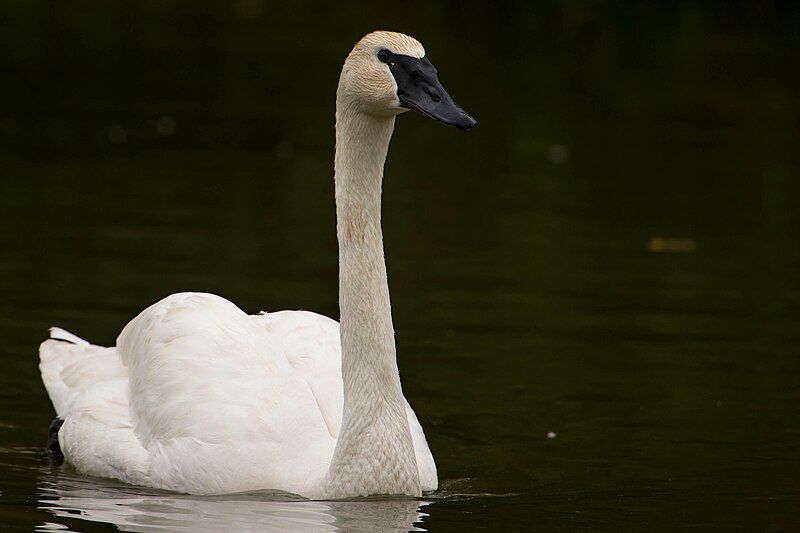 File:Trumpeter swan.jpg