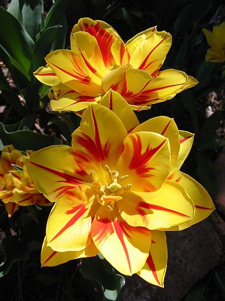 File:Tulip Monsella 2006.jpg