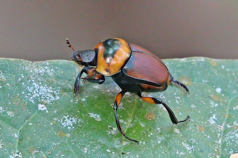 File:Tumblebug (Canthon histrio).jpg