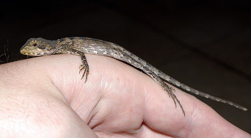 File:Unidentified lizard.jpg