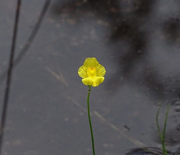 File:Utricularia striata iNat-21242568.jpg