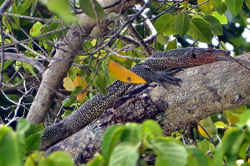 File:Varanus bennetti Palau.jpg