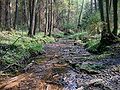 The sources of Varėnė river