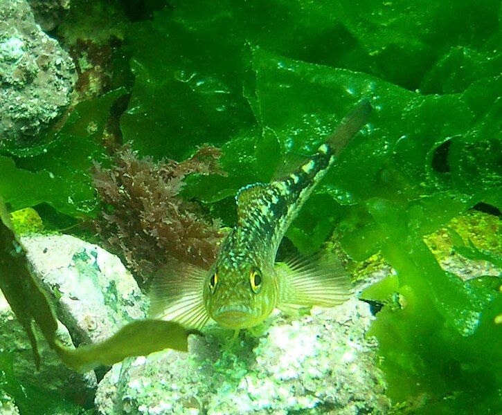 File:Variable triplefin.JPG