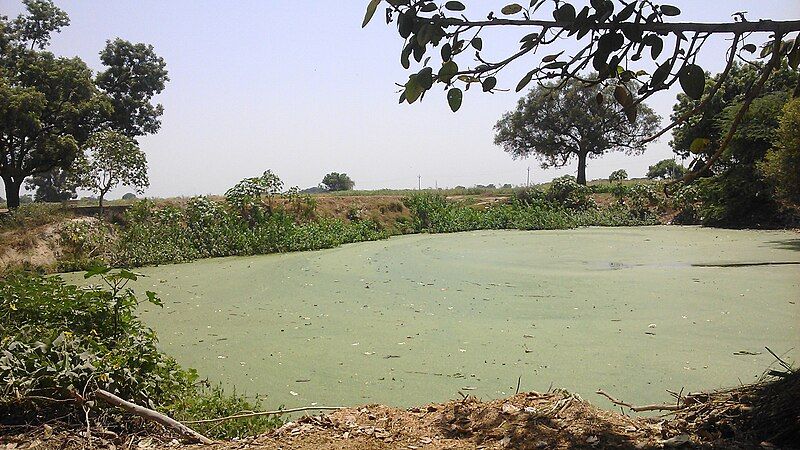 File:Village Pond Taal.jpg