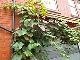 Vitis coignetiae vine growing in Cheshire, United Kingdom.