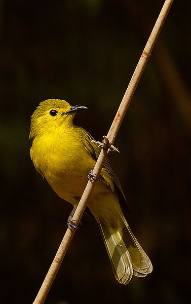 File:Yellow browed bulbul.jpg