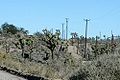 Yucca brevifolia