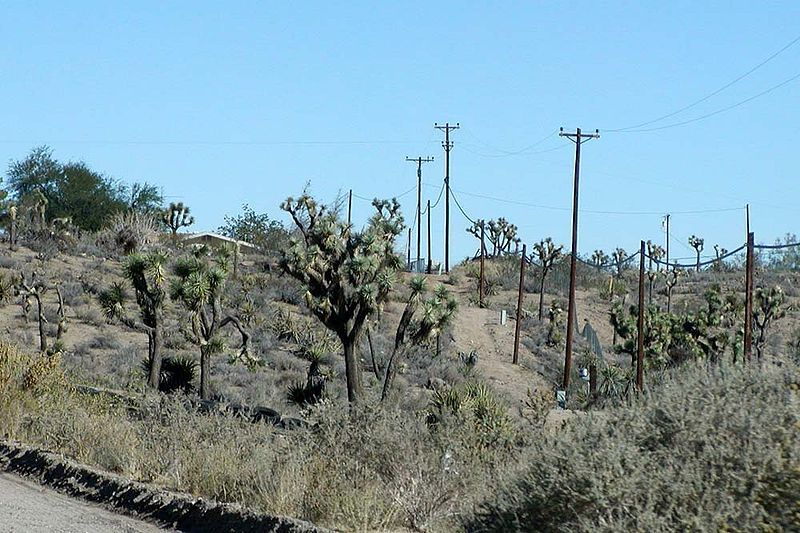 File:Yucca brevifolia woodland.jpg