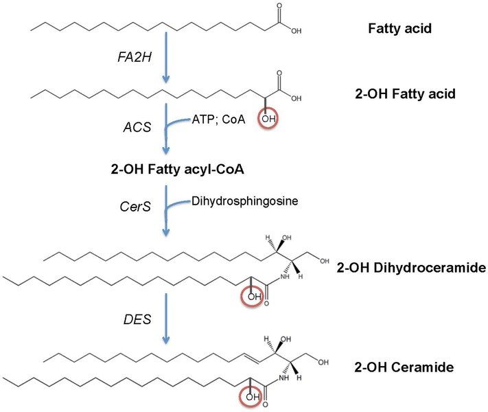 File:2-OH sphingolipid synthesis.pdf