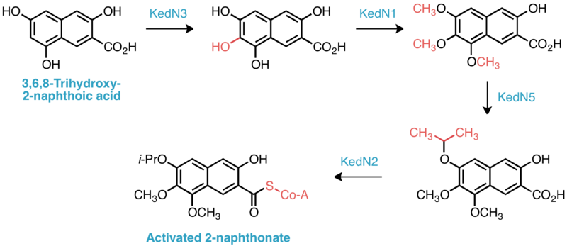 File:2-naphthonate biosynthesis.png