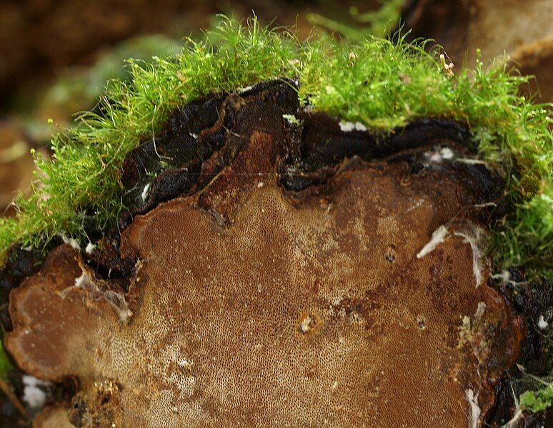 File:2010-08-04 Phellopilus nigrolimitatus.jpg