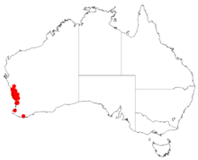 "Acacia auronitens" occurrence data from Australasian Virtual Herbarium