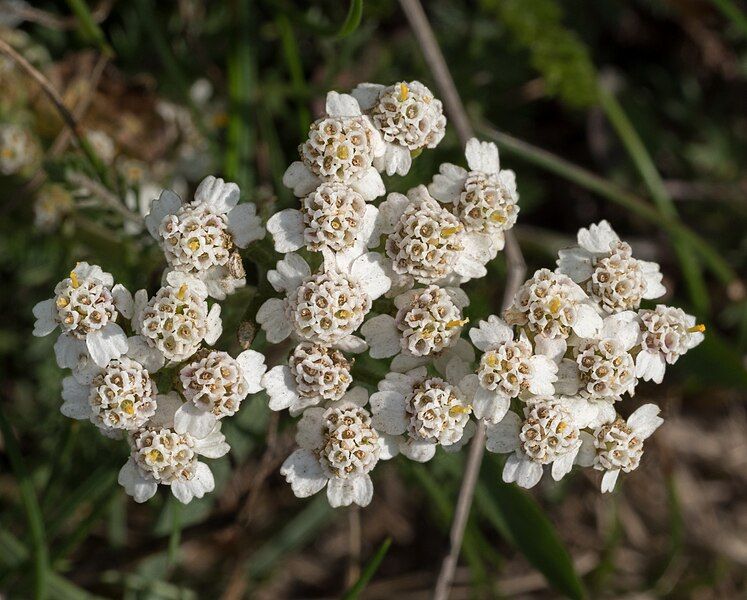 File:Achillea millefolium (52354).jpg