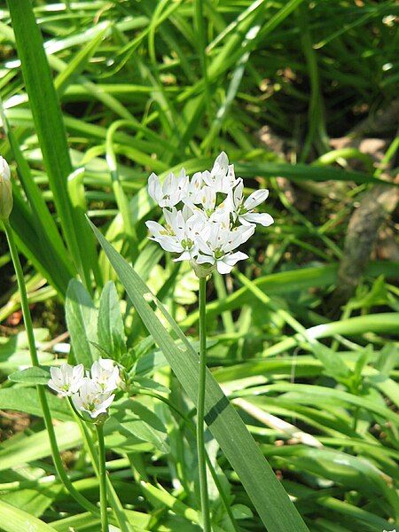 File:Allium neapolitanum01.jpg