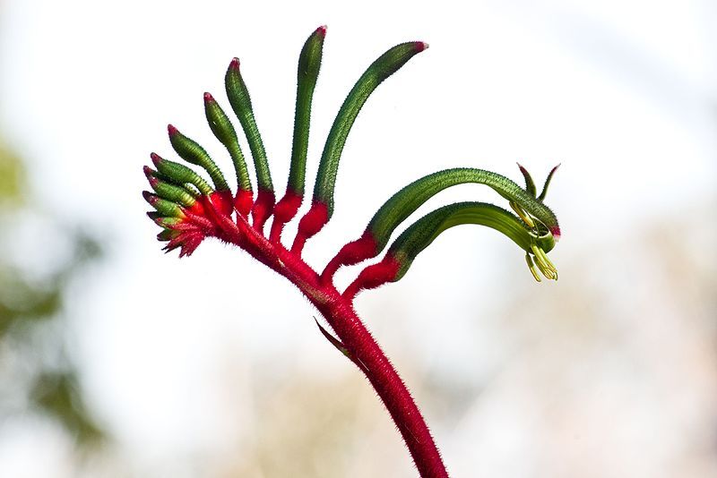 File:Anigozanthos manglesii gnangarra-1007.jpg