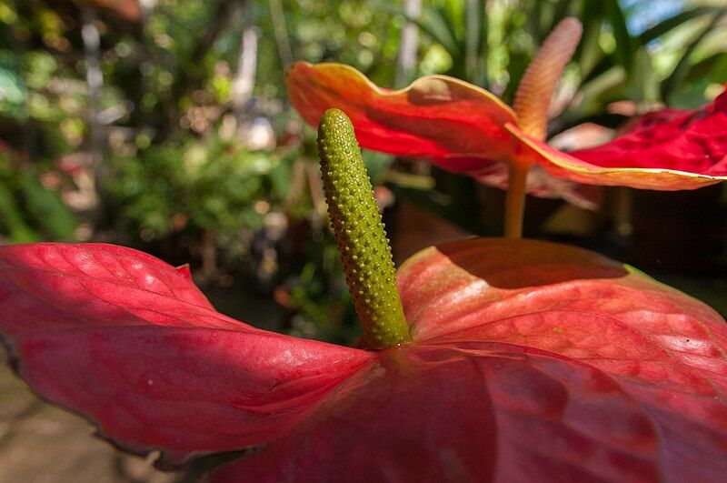 File:Anthurium crassinervium.jpg