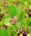 Arctostaphylos edmundsii