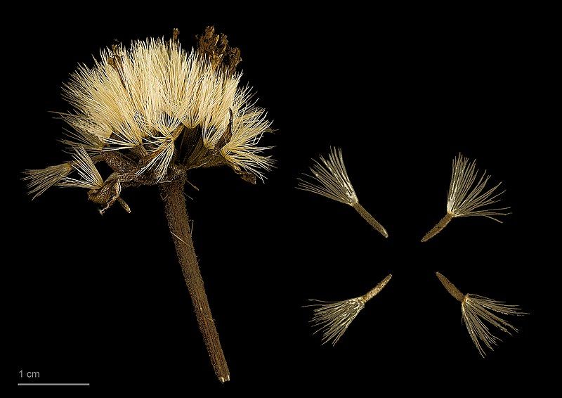 File:Arnica montana MHNT.BOT.2011.18.5.jpg