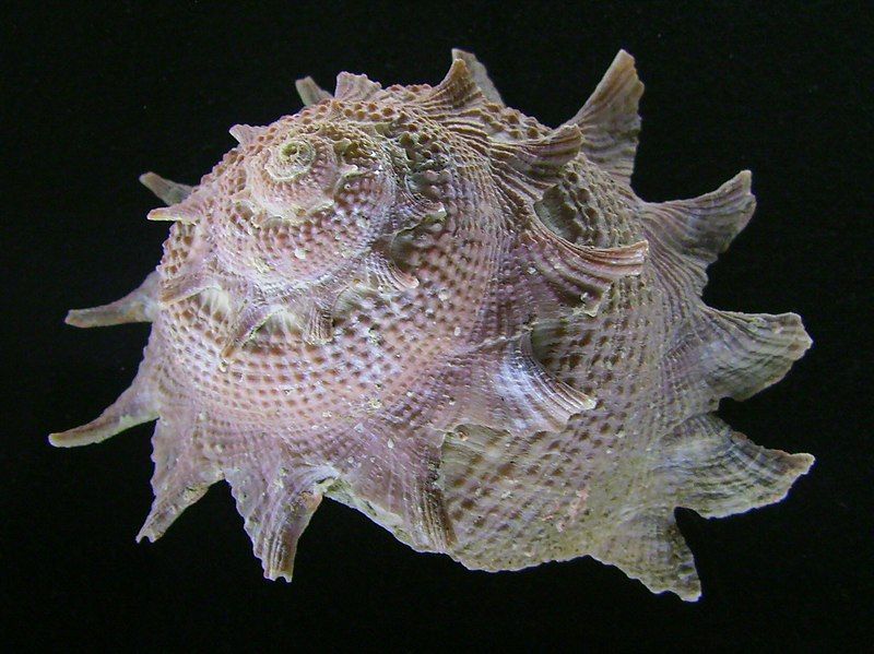 File:Astraea heliotropium.JPG