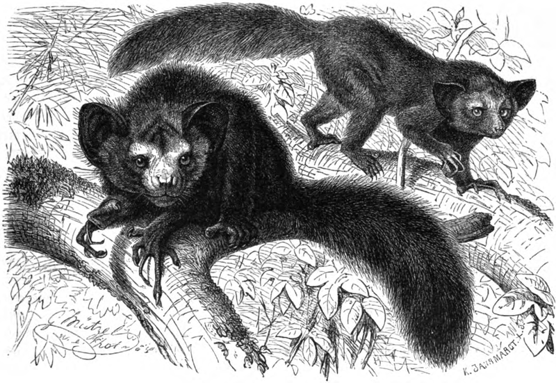 File:Aye-Aye (Chiromys madagascariensis).png