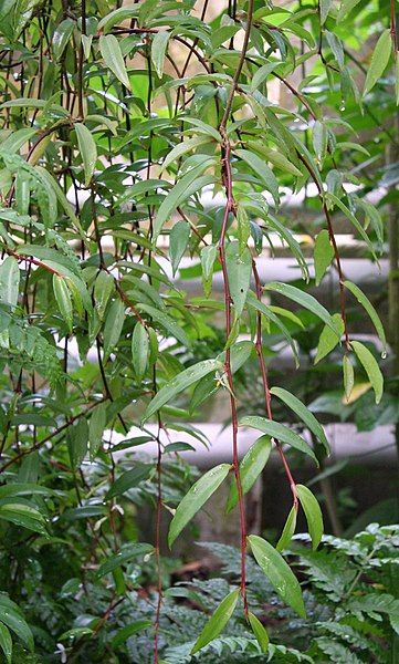 File:Begonia jussiaeicarpa01.jpg