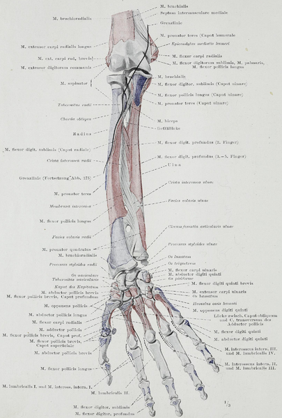 File:Braus 1921 174.png