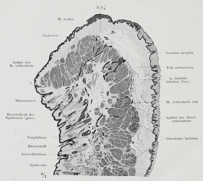 File:Braus 1921 381.png