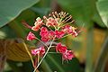 Caesalpinia pulcherrima pink form