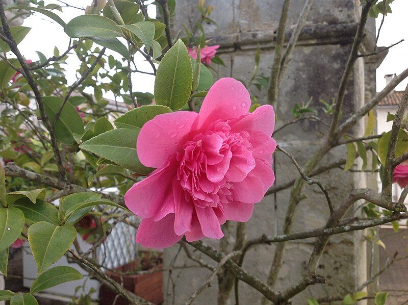 File:Camellia japonica Anticipation.jpg