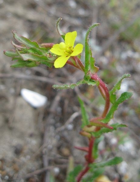 File:Camissoniopsis lewisii.jpeg