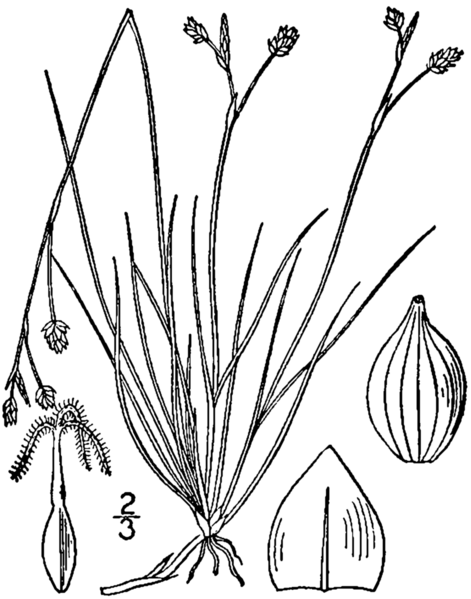 File:Carex eburnea BB-1913.png