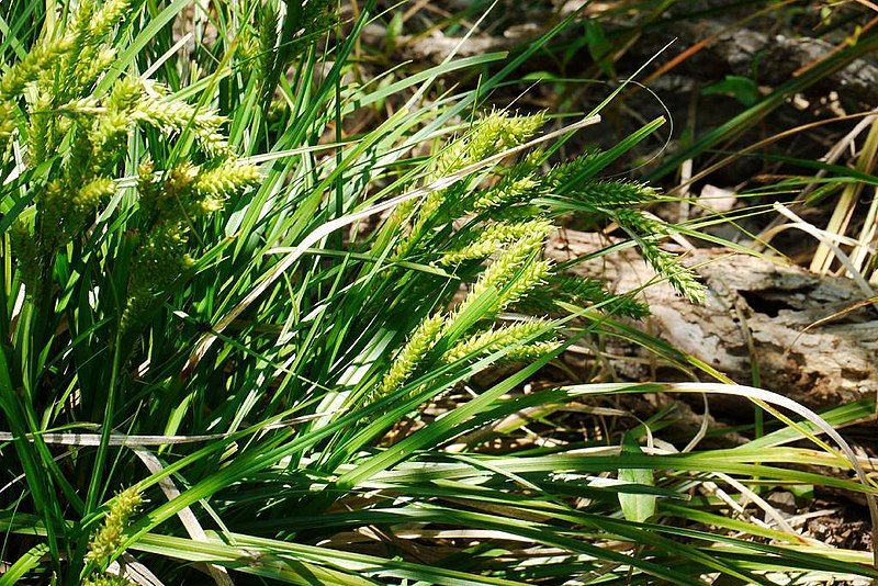 File:Carex metallica husasg04.jpg