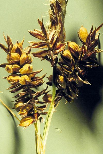 File:Carex raynoldsii.jpg